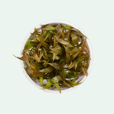 Cryptocoryne Becketii - Glass Aqua
