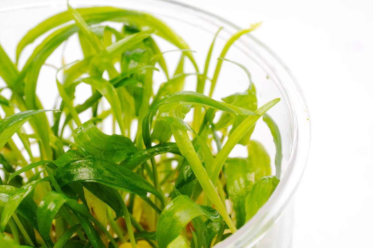 Cryptocoryne Lucens Aquarium Plant | Shop Aquatic Plants - Glass Aqua 