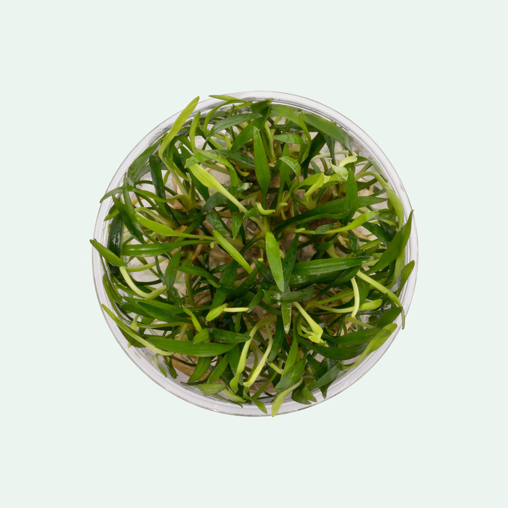 Cryptocoryne Lucens Aquarium Plant | Shop Aquatic Plants - Glass Aqua 