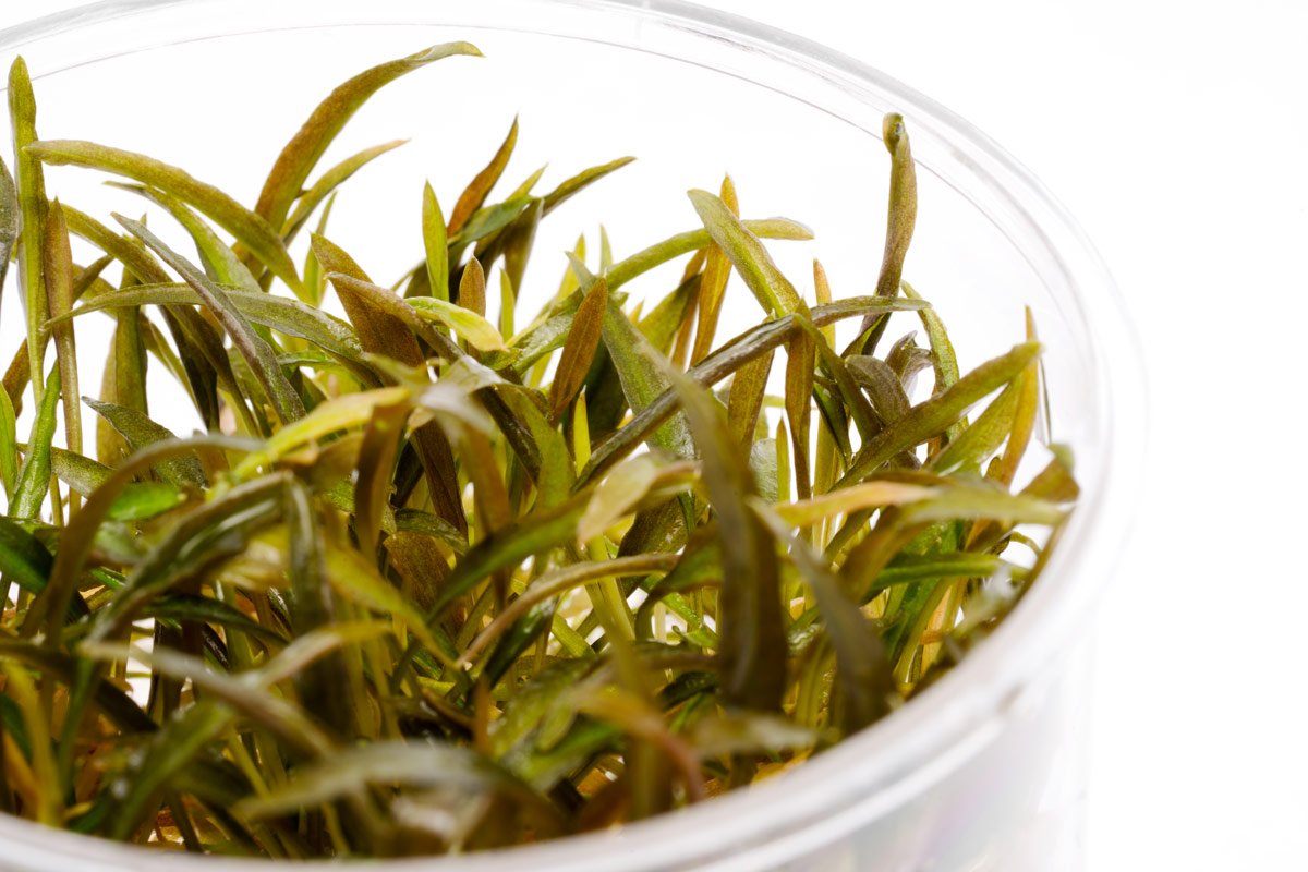 Cryptocoryne Mi Oya - Glass Aqua