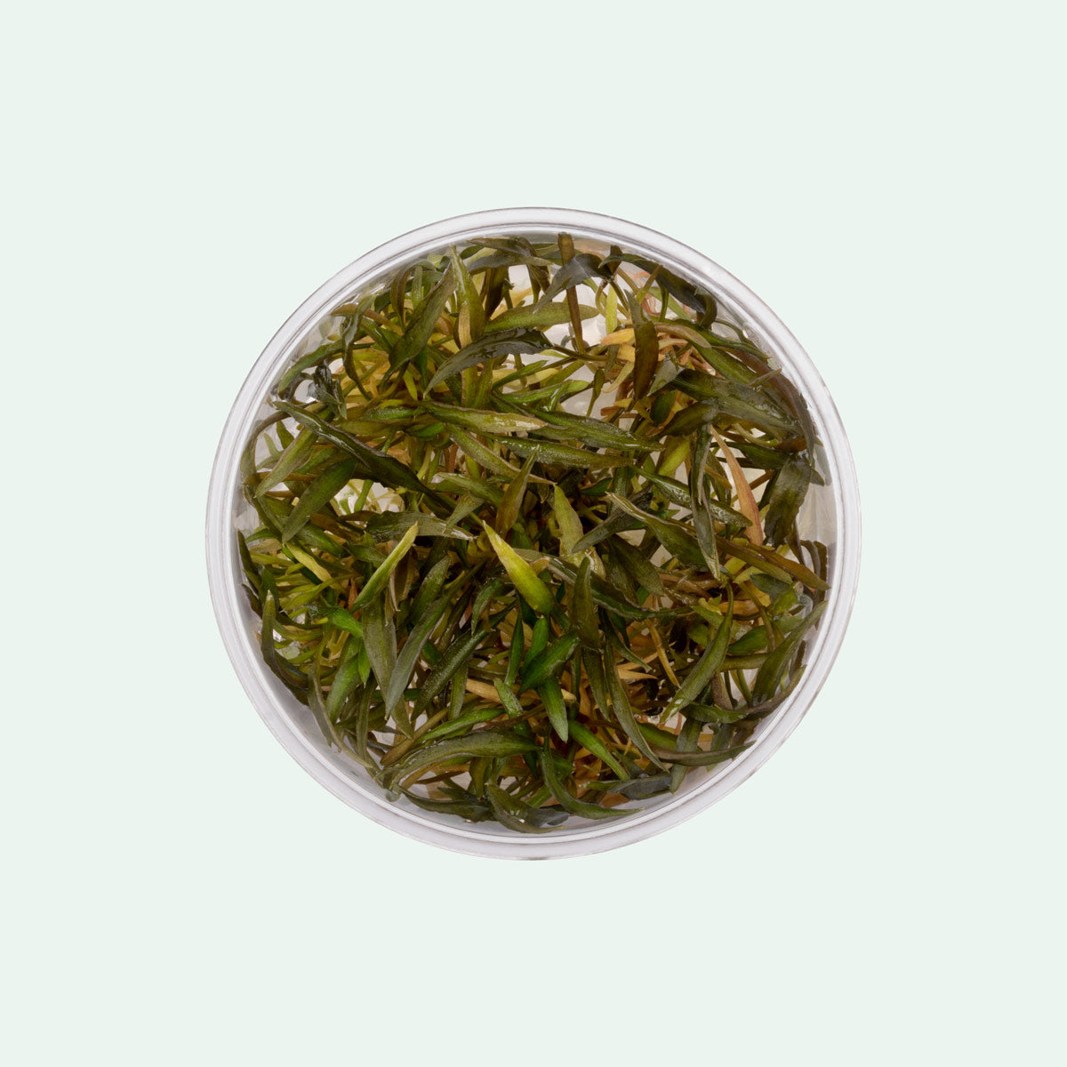 Cryptocoryne Mi Oya - Glass Aqua