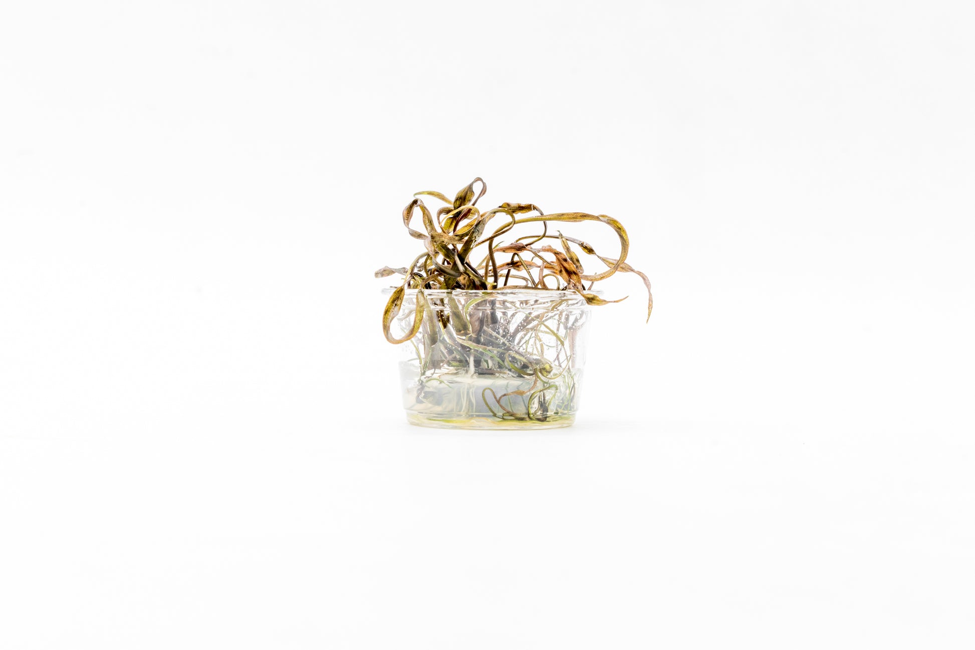 Cryptocoryne Nurii - Glass Aqua