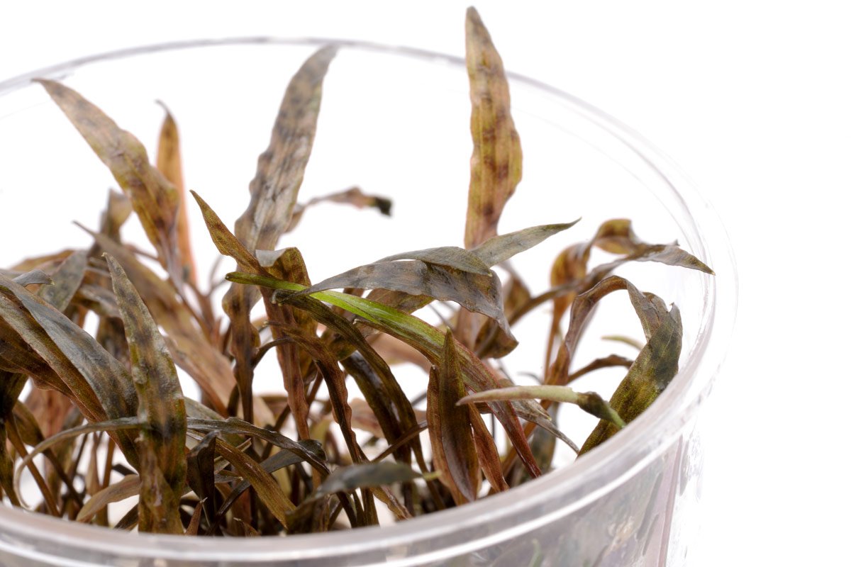 Cryptocoryne Nurii - Glass Aqua