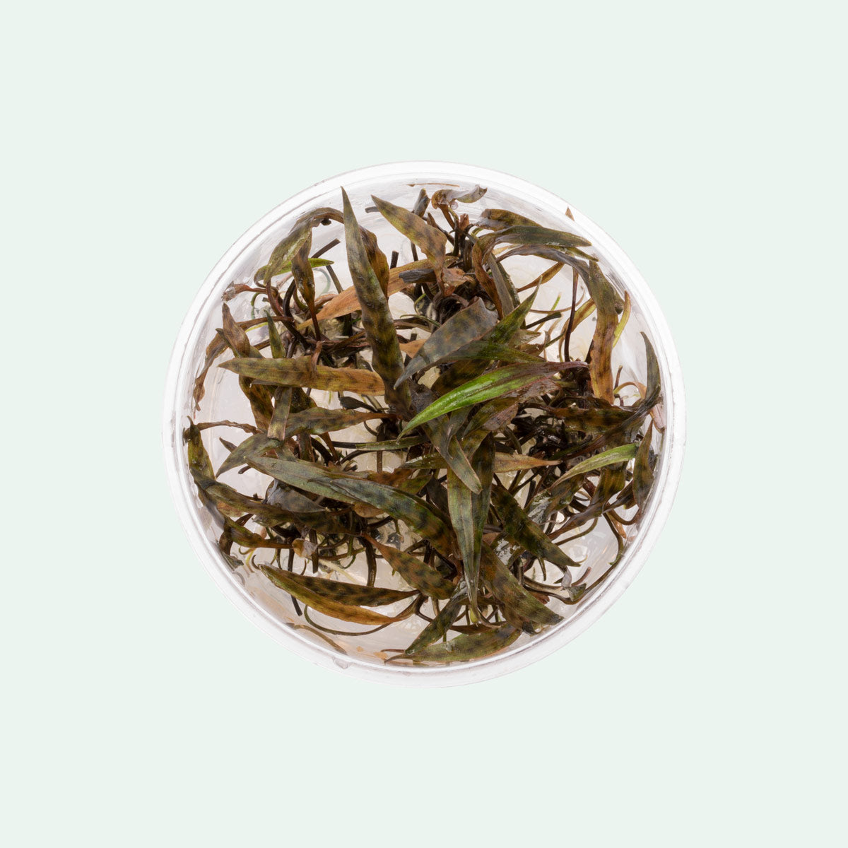 Cryptocoryne Nurii - Glass Aqua