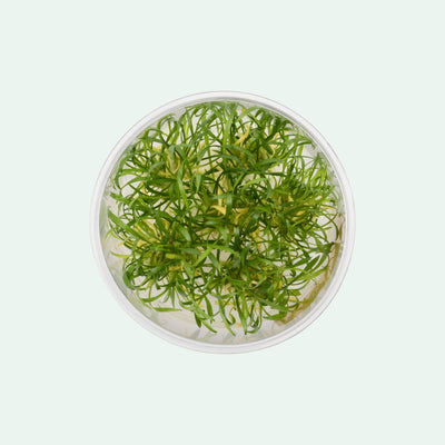 Cryptocoryne Parva - Glass Aqua