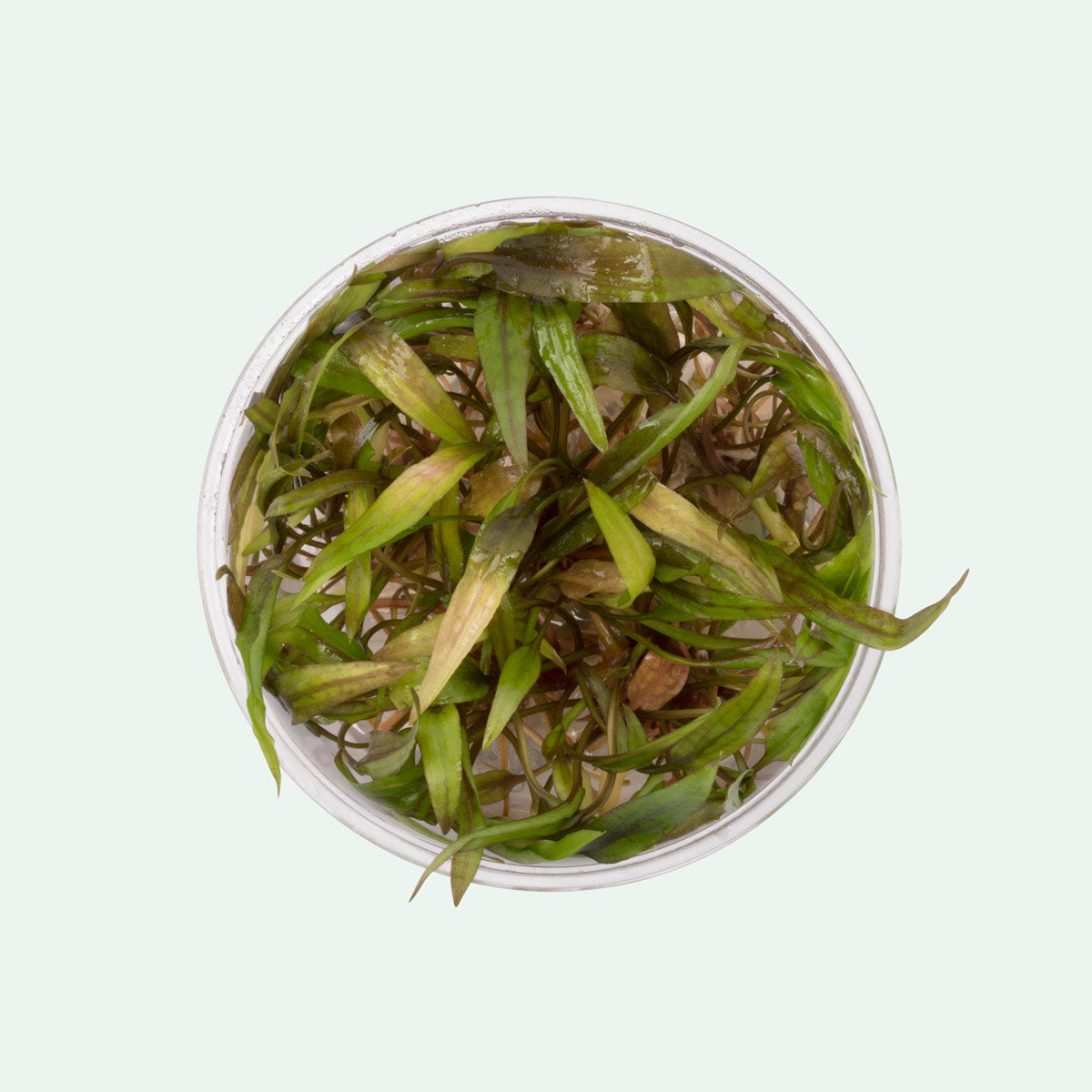 Cryptocoryne Beckettii Petchii - Glass Aqua
