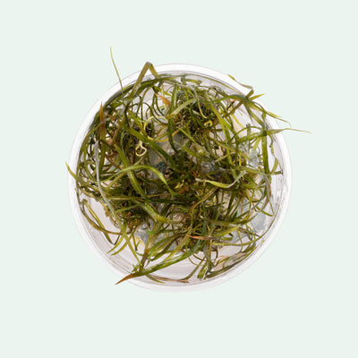 Cryptocoryne Crispatula Tonkinensis - Glass Aqua