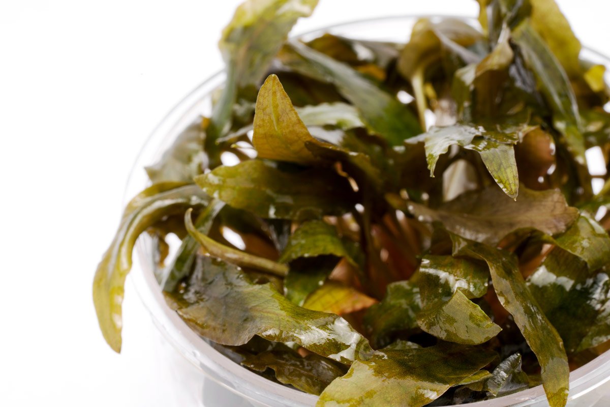 Cryptocoryne Tropica - Glass Aqua