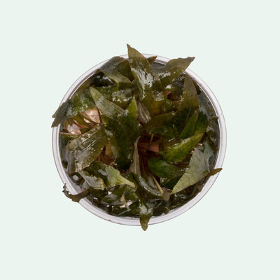 Cryptocoryne Tropica - Glass Aqua