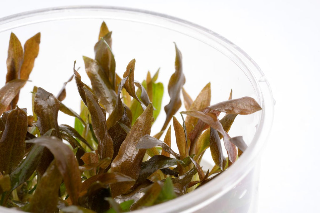 Cryptocoryne Walkeri - Glass Aqua