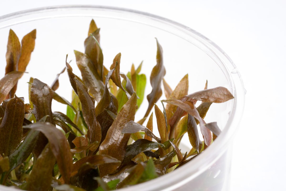 Cryptocoryne Walkeri - Glass Aqua