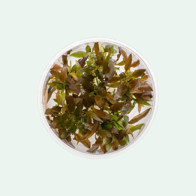 Cryptocoryne Walkeri - Glass Aqua