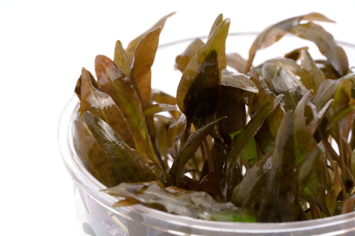 Cryptocoryne Wendtii Brown - Glass Aqua