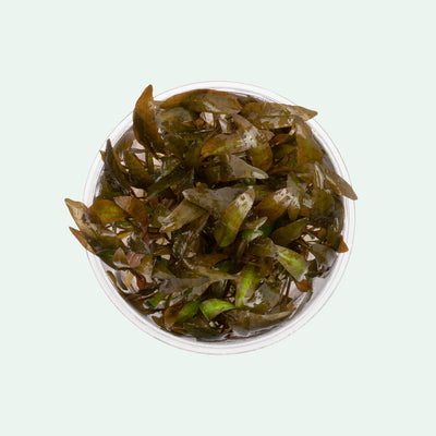 Cryptocoryne Wendtii Brown - Glass Aqua
