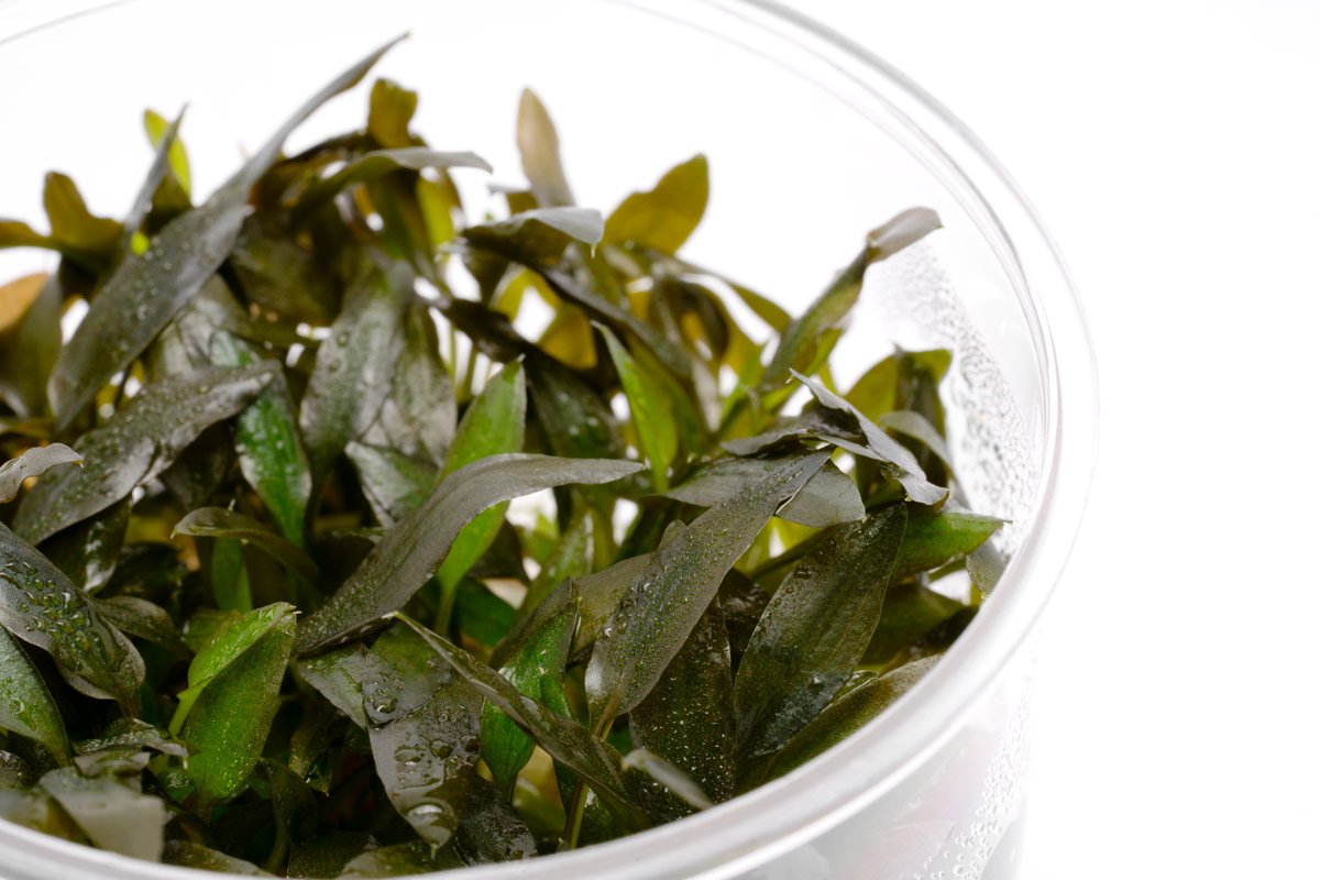 Cryptocoryne Wendtii Brown Indo - Glass Aqua