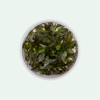 Cryptocoryne Wendtii Brown Indo - Glass Aqua