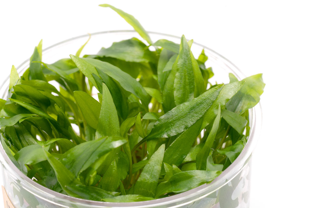 Cryptocoryne Wendtii Green Gecko - Glass Aqua