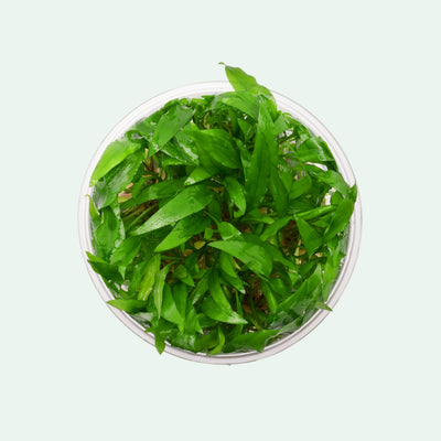 Cryptocoryne Wendtii Green Gecko - Glass Aqua