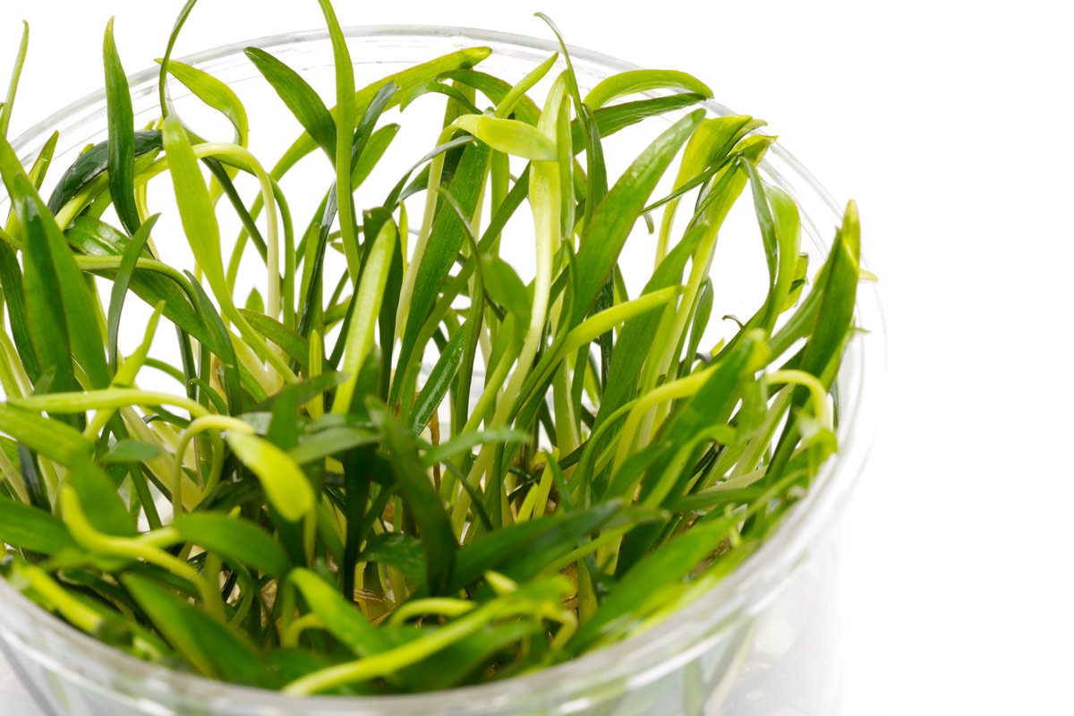 Cryptocoryne Wendtii Green - Glass Aqua