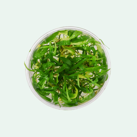 Cryptocoryne Wendtii Green - Glass Aqua