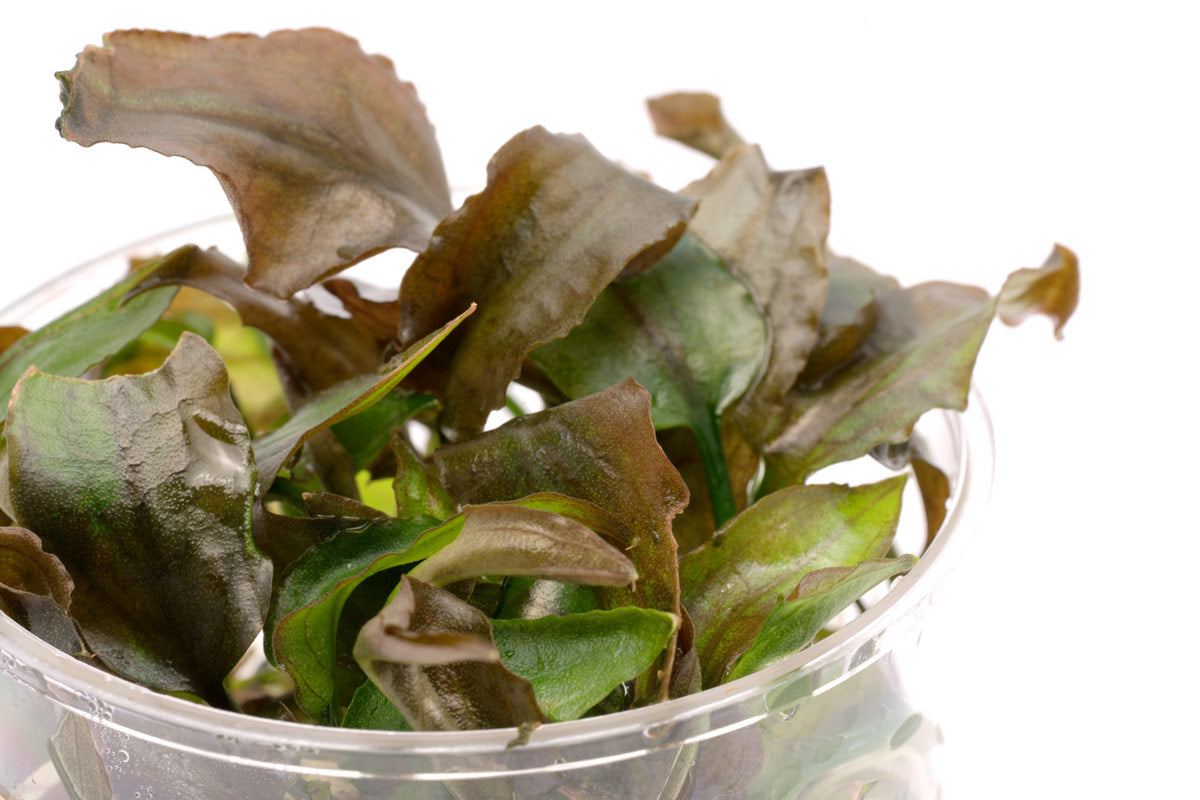 Cryptocoryne Yujii - Glass Aqua