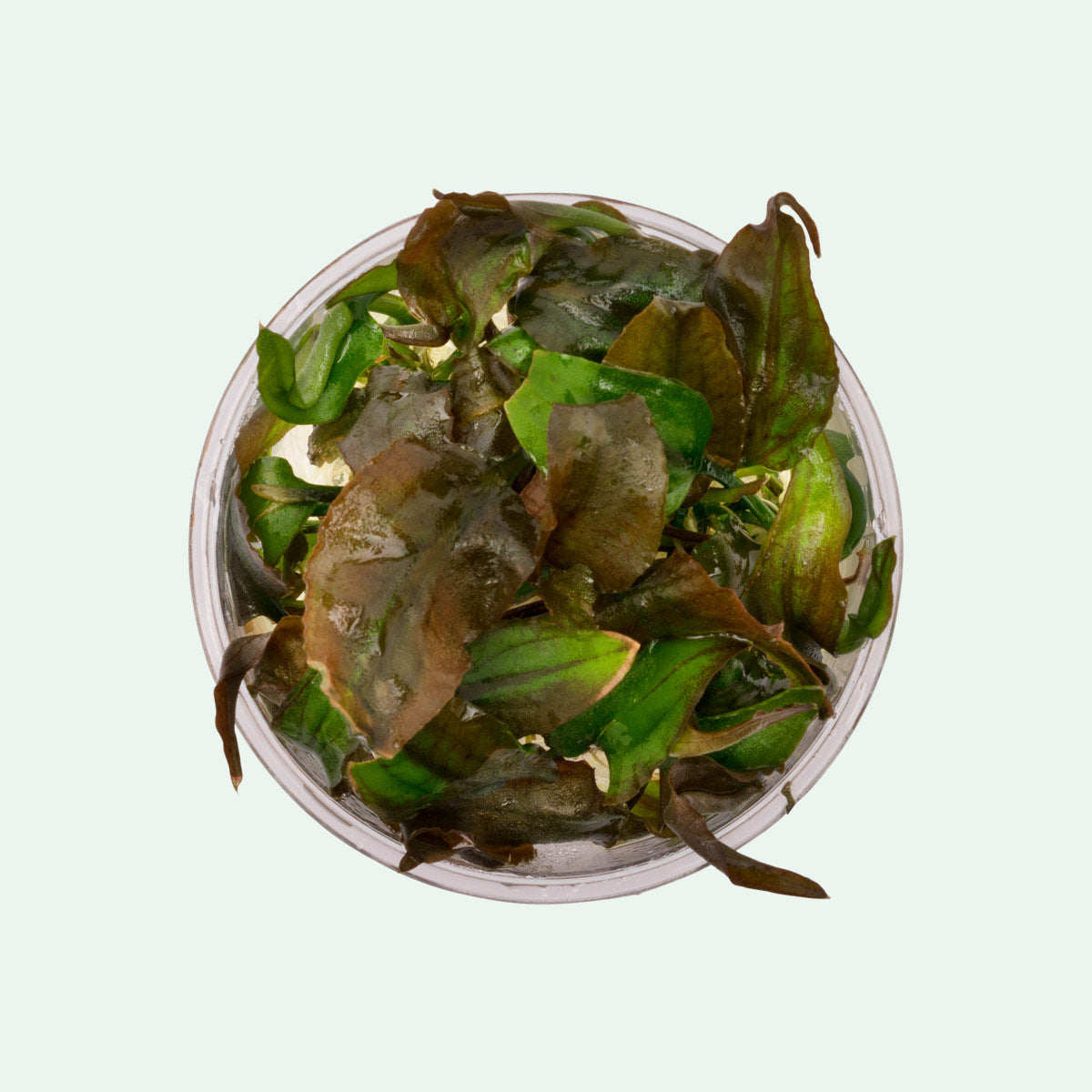 Cryptocoryne Yujii - Glass Aqua