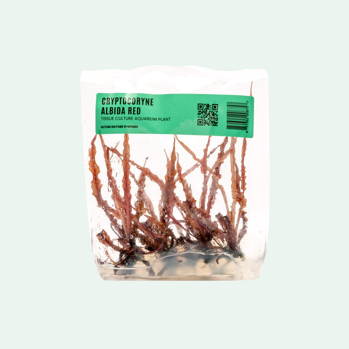 Cryptocoryne Albida Red Tissue Culture Rare Aquarium Plant