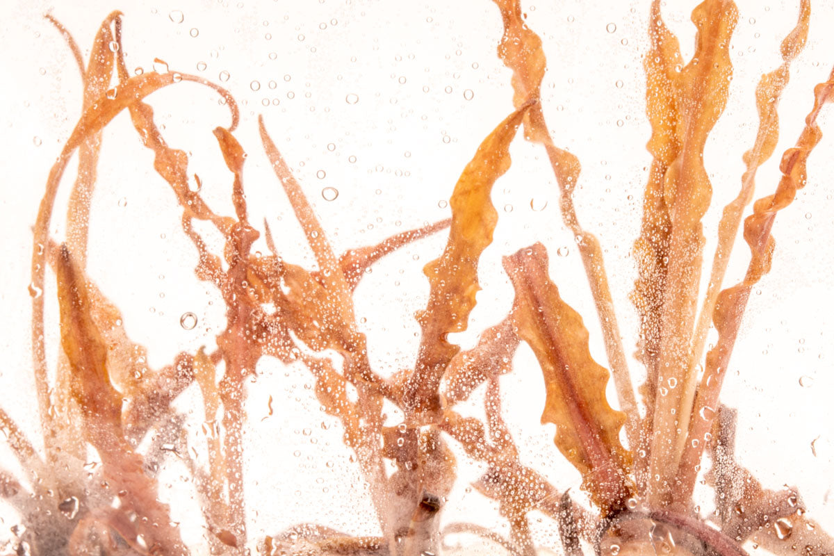 Cryptocoryne Albida Red Tissue Culture Rare Aquarium Plant