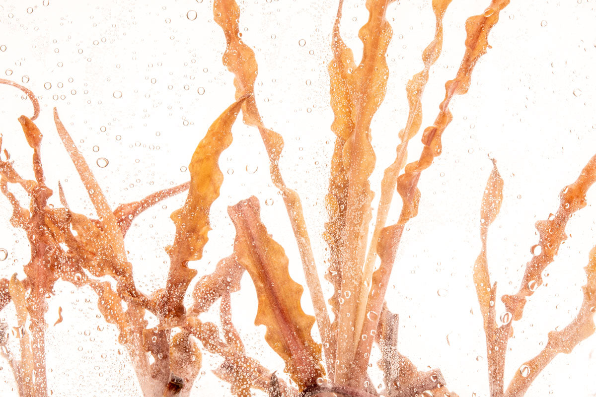 Cryptocoryne Albida Red Tissue Culture Rare Aquarium Plant