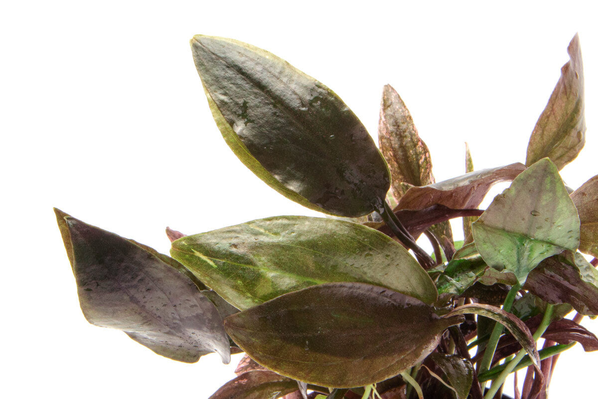 Cryptocoryne Cordata Blassii Easy Aquarium Plant for Planted Tank