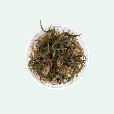 Cryptocoryne Ferruginea Sekadauensis Rare Crypt | Planted Aquarium