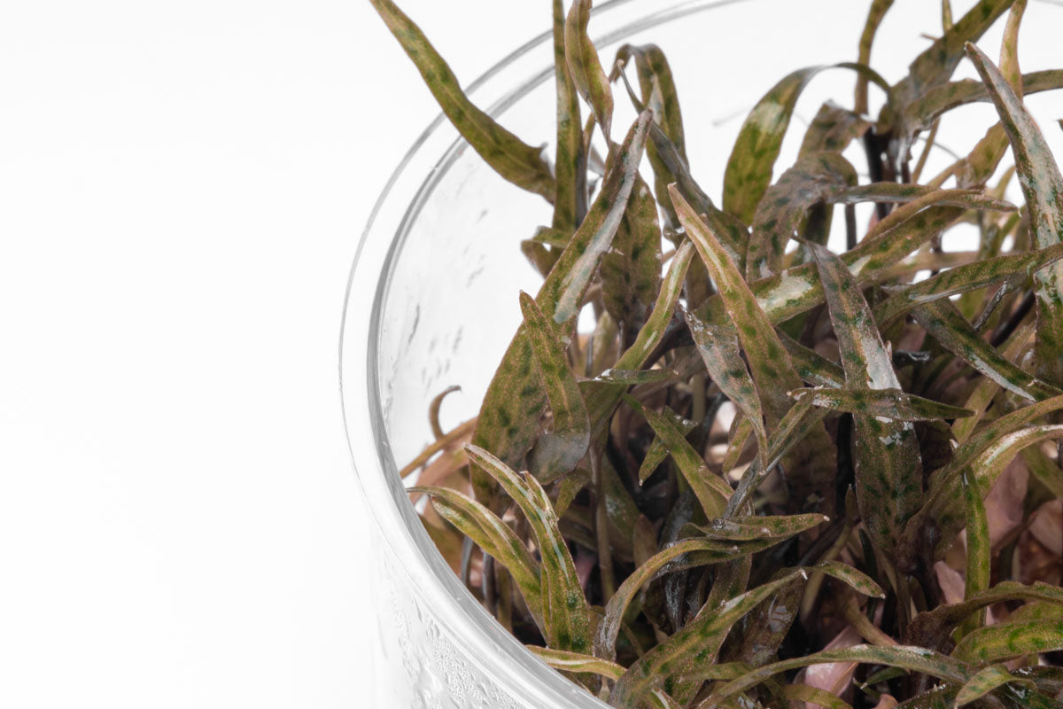 Cryptocoryne Ferruginea Sekadauensis Rare Crypt | Planted Aquarium