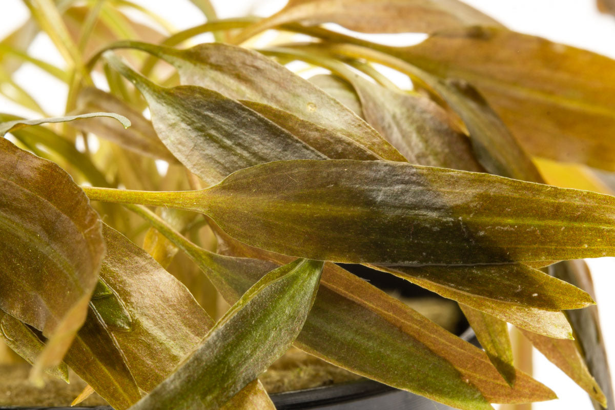 Cryptocoryne Axelrodi - Glass Aqua