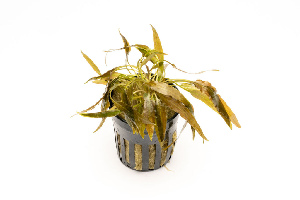 Cryptocoryne Axelrodi - Glass Aqua