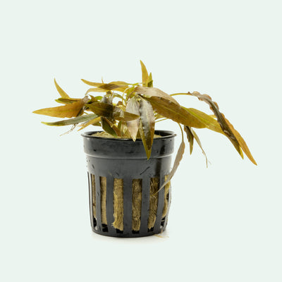 Cryptocoryne Axelrodi - Glass Aqua