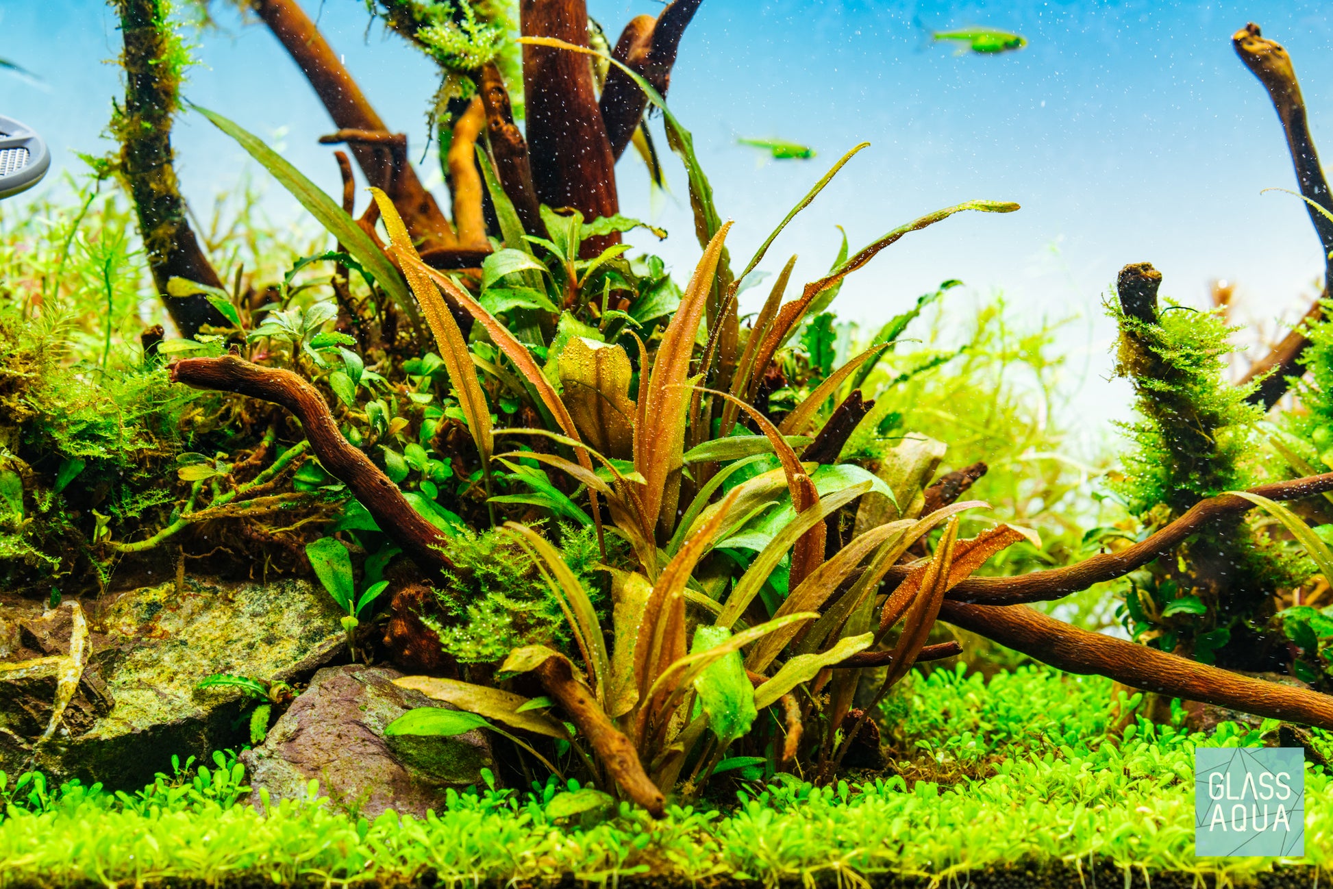 Cryptocoryne Beckettii Petchii - Glass Aqua