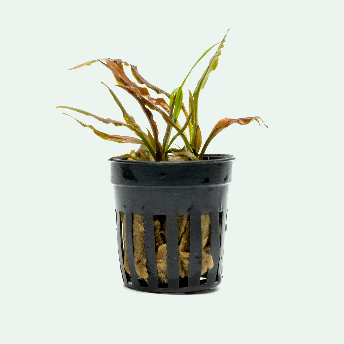 Cryptocoryne Albida Costata Easy Crypt Aquarium Plant for Planted Tank