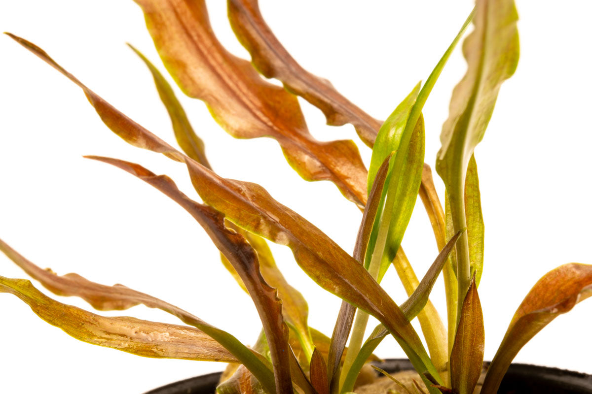 Cryptocoryne Albida Costata Easy Crypt Aquarium Plant for Planted Tank