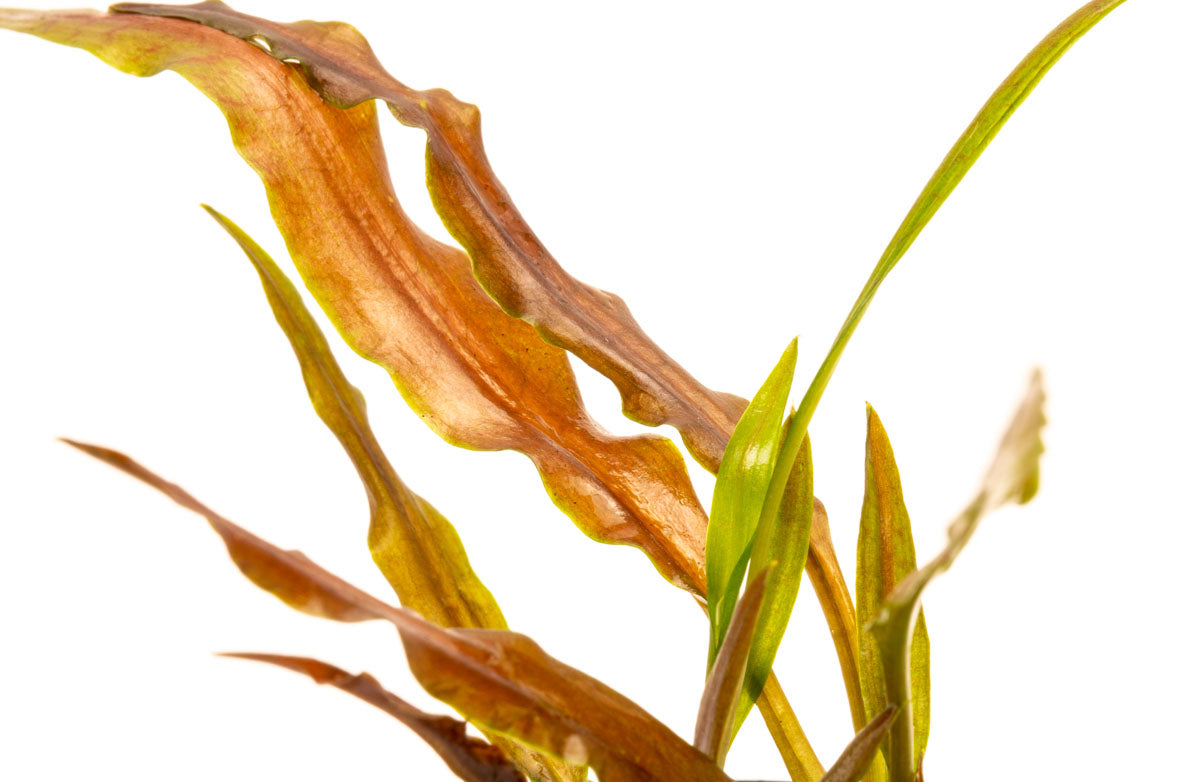 Cryptocoryne Albida Costata Easy Crypt Aquarium Plant for Planted Tank