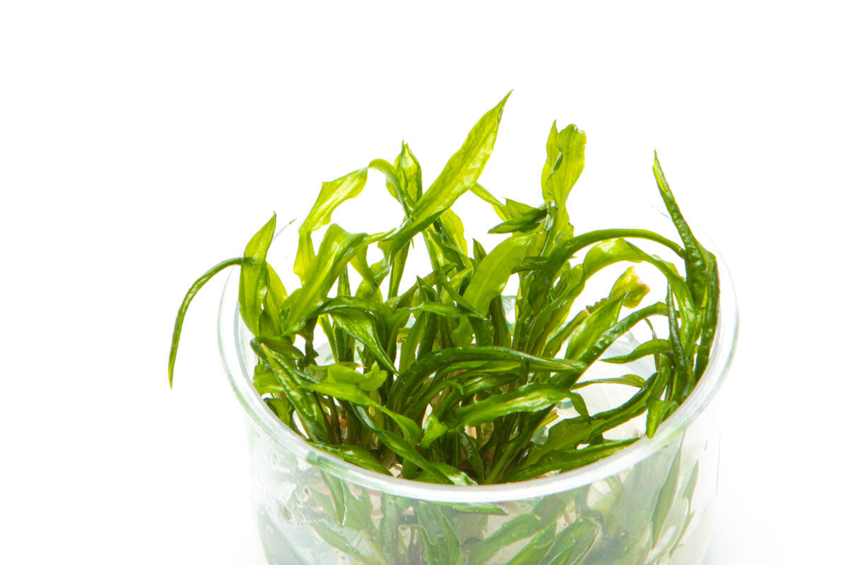 Cryptocoryne Crispatula Balansae Aquatic Plant for Planted Tank