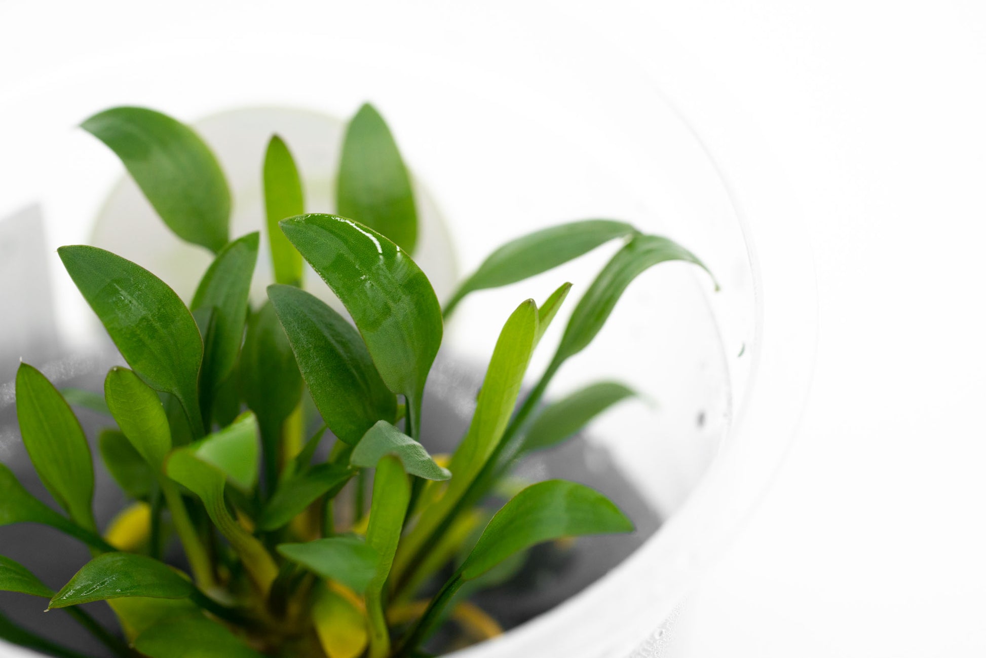 Shop Cryptocoryne Pygmaea Aquatic Plants - Glass Aqua