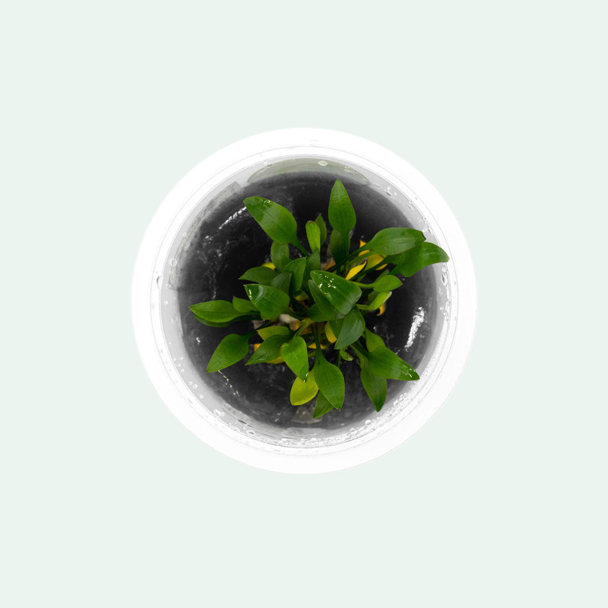 Shop Cryptocoryne Pygmaea Aquatic Plants - Glass Aqua