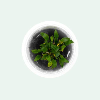 Shop Cryptocoryne Pygmaea Aquatic Plants - Glass Aqua