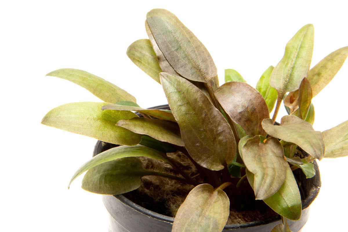 Shop Cryptocoryne Tropica Hybrid Aquatic Plants - Glass Aqua