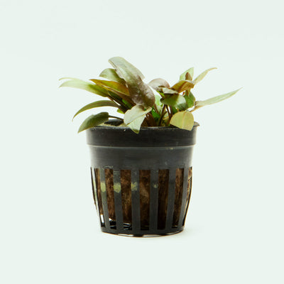 Shop Cryptocoryne Tropica Hybrid Aquatic Plants - Glass Aqua