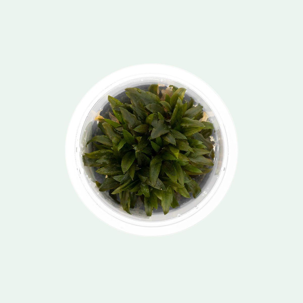 Shop Cryptocoryne Wendtii Kompakt Aquatic Plants - Glass Aqua