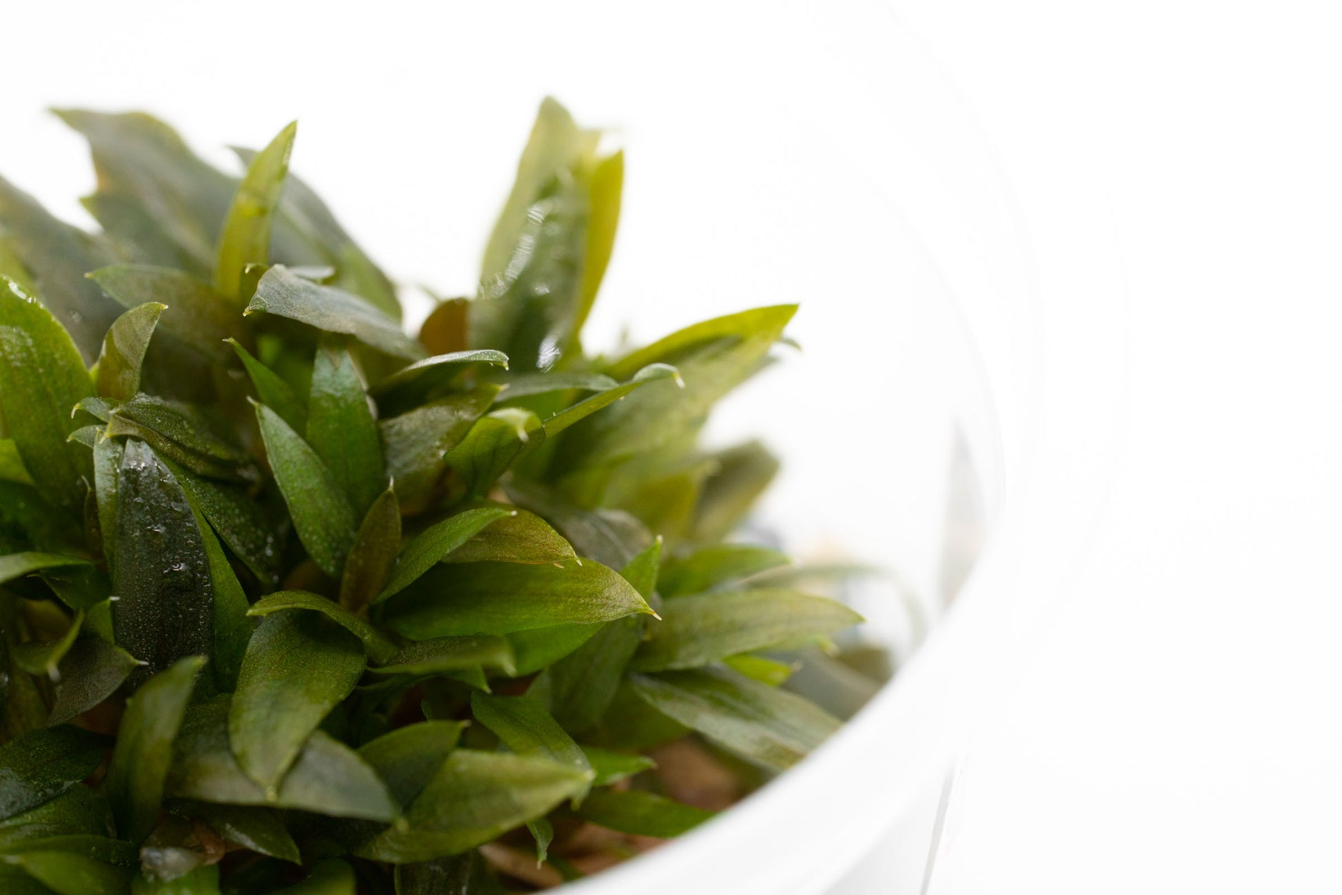 Shop Cryptocoryne Wendtii Kompakt Aquatic Plants - Glass Aqua