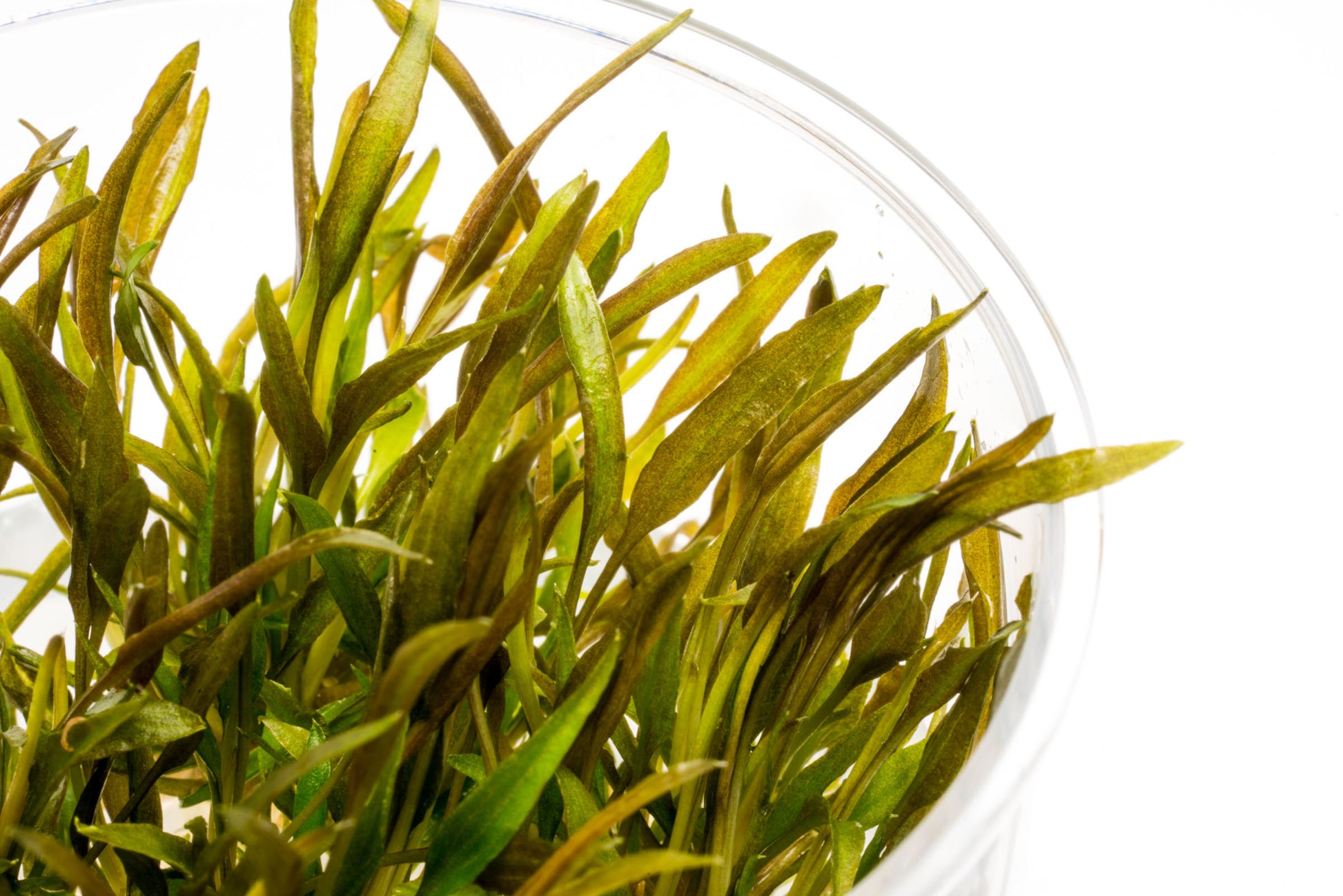 Cryptocoryne Axelrodi Aquarium Plant for Planted Aquarium Tank