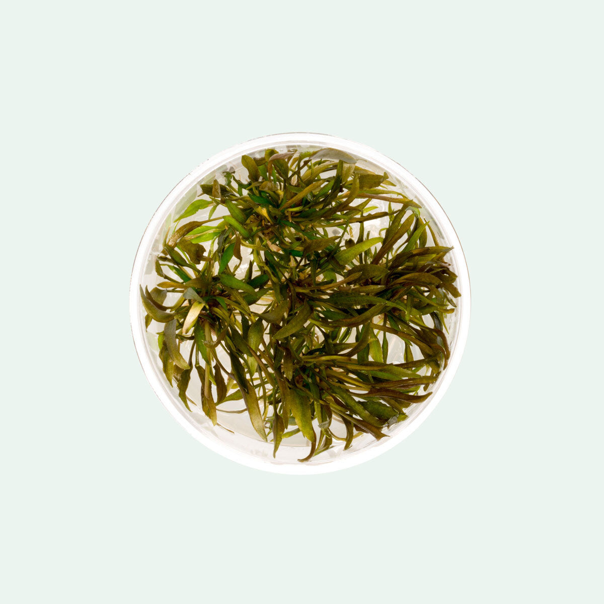 Cryptocoryne Axelrodi Aquarium Plant for Planted Aquarium Tank