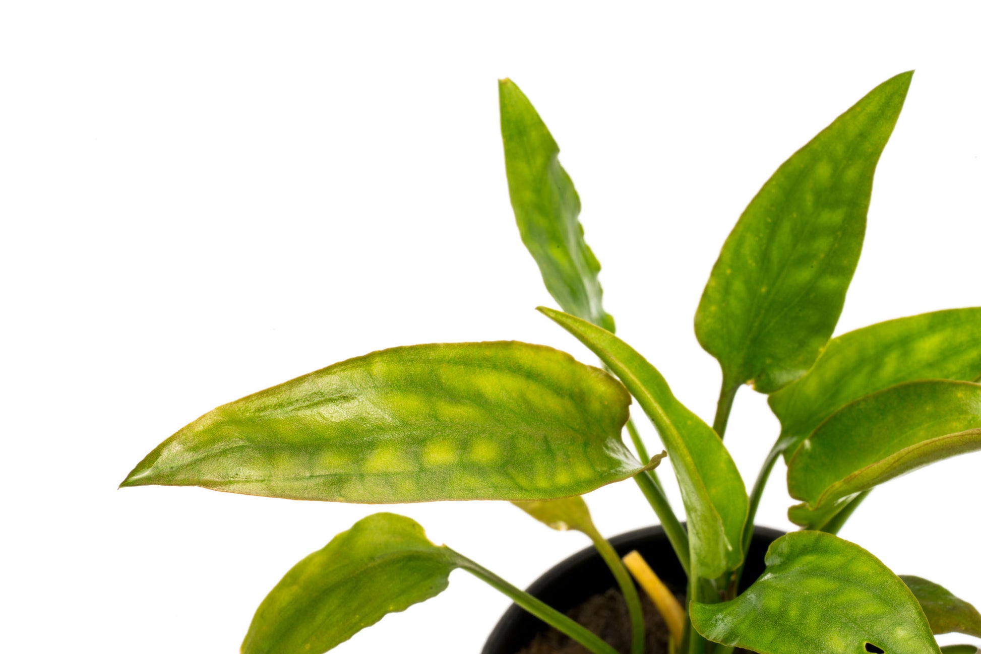 Cryptocoryne Crypt Pontederiifolia - Shop Glass Aqua